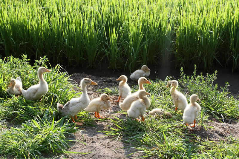 it外包服務_it外包市場分析及營銷模式探討_北京it外包公司有哪些